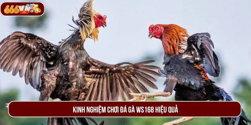 Bỏ túi kinh nghiệm chơi đá gà cực hiệu quả được nhiều cao thủ tin dùng.
