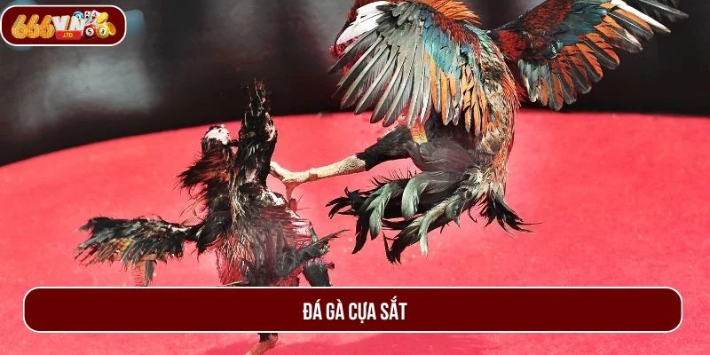 Đá Gà Cựa Sắt 666VN - Bộ Môn Dành Cho Dân Mê Gà Chiến