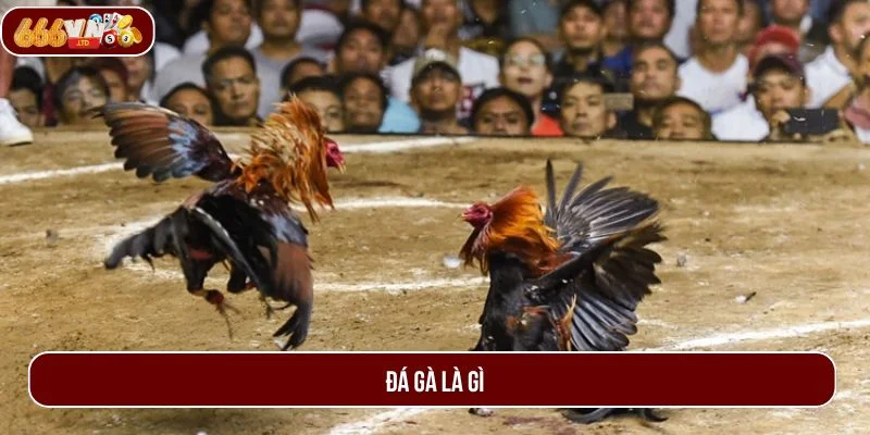 Đá gà là game chơi dân gian truyền thống có từ lâu đời.