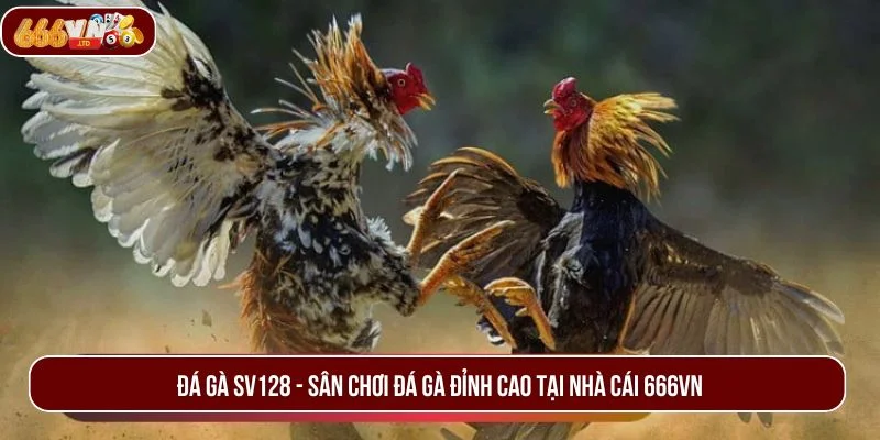 Đá Gà SV128 – Bùng Nổ Cảm Xúc Với Loạt Trận Đấu Kịch Tính