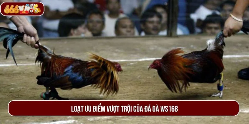 Đà gà WS168 thu hút đông đảo cược thủ bởi nhiều ưu điểm nổi bật.