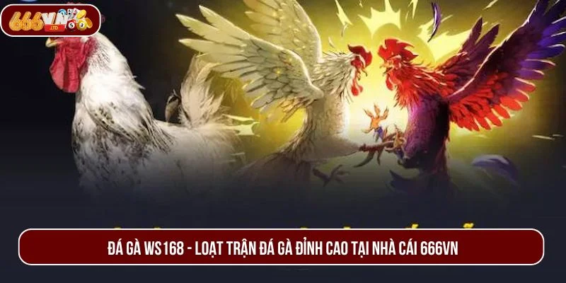 Đá Gà WS168 – Sân Chơi Đẳng Cấp Gây Sốt Hiện Nay