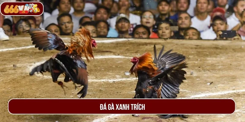 Đá Gà Xanh Trích – Sân Chơi Giải Trí Đỉnh Cao 666VN