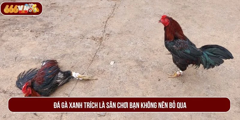 Đá gà xanh trích là sân chơi bạn không nên bỏ qua.