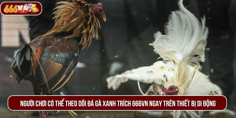 Người chơi có thể theo dõi đá gà xanh trích 666VN ngay trên thiết bị di động.