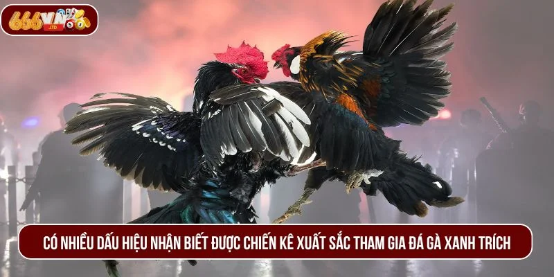 Có nhiều dấu hiệu nhận biết được chiến kê xuất sắc tham gia đá gà xanh trích.