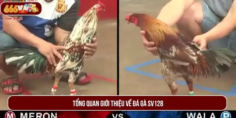 Đôi nét về đá gà SV128 - sân chơi giải trí hot hit nhất hiện nay.