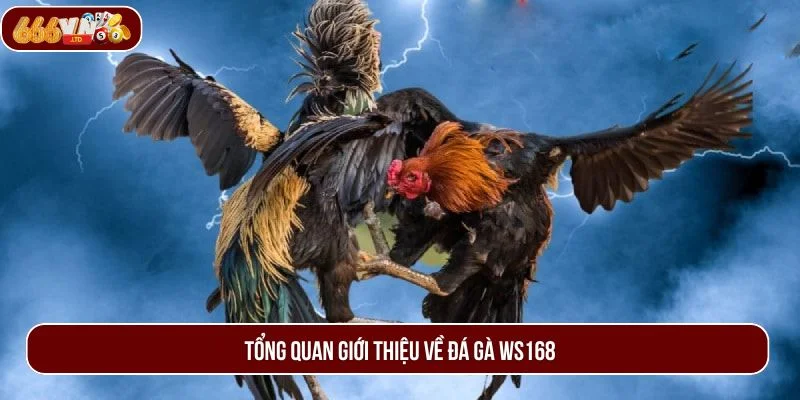 Đôi nét về đá gà WS168 - sân chơi đẳng cấp hàng đầu hiện nay.