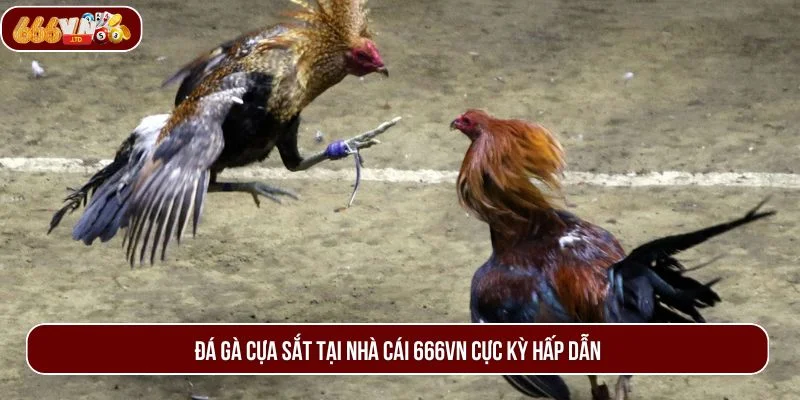 Hồi hộp đến từng giây phút với các trận đấu đá gà cựa sắt kịch tính.