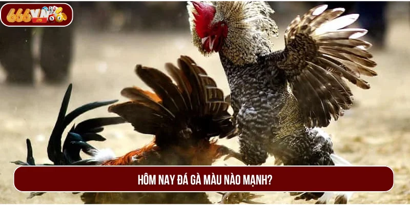 Hôm Nay Đá Gà Màu Nào Mạnh - Cách Xem Chuẩn Xác Nhất