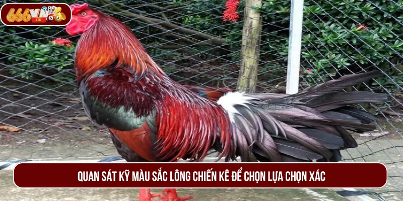 Nắm rõ màu lông chiến kê đang sở hữu để quyết định chuẩn xác