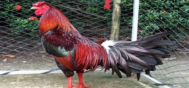 Tìm hiểu màu mạng đá gà qua các mệnh khác nhau để lựa chọn chuẩn