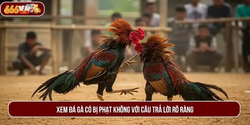 Xem đá gà có bị phạt không với lời giải đáp từ 666VN.