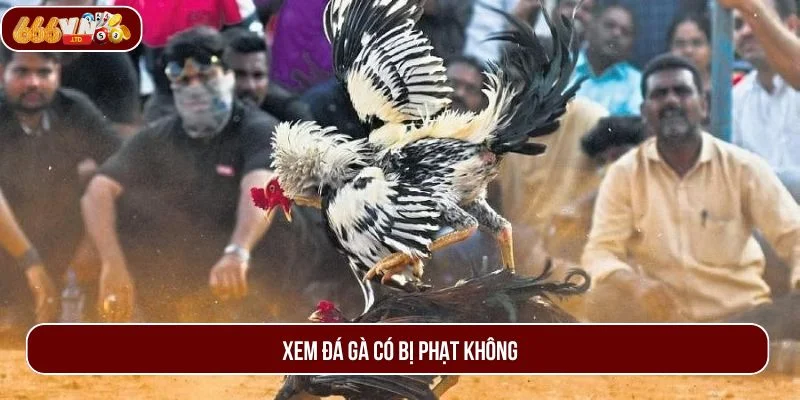 Xem Đá Gà Có Bị Phạt Không? Lời Giải Đáp Cụ Thể Từ 666VN