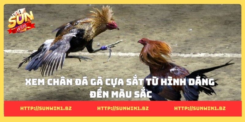 Xem chân đá gà cựa sắt từ hình dáng đến màu sắc